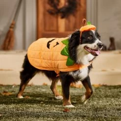 Frisco Pumpkin Dog & Cat Costume -Frisco 144446 PT7. AC SS1800 V1567180408