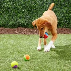 Frisco Fetch Squeaking Colorful Tennis Ball Dog Toy 14 Frisco Fetch Squeaking Colorful Tennis Ball Dog Toy -Frisco 152846 PT6. AC SS1800 V1691776651