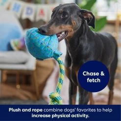 Frisco Birthday Balloon Plush With Rope Squeaky Dog Toy 10 Frisco Birthday Balloon Plush With Rope Squeaky Dog Toy -Frisco 177807 PT3. AC SS1800 V1695241973