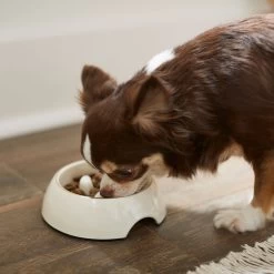 Frisco Melamine Slow Feed Dog & Cat Bowl With Gold Trim 12 Frisco Melamine Slow Feed Dog & Cat Bowl With Gold Trim -Frisco 253066 PT2. AC SS1800 V1616597844