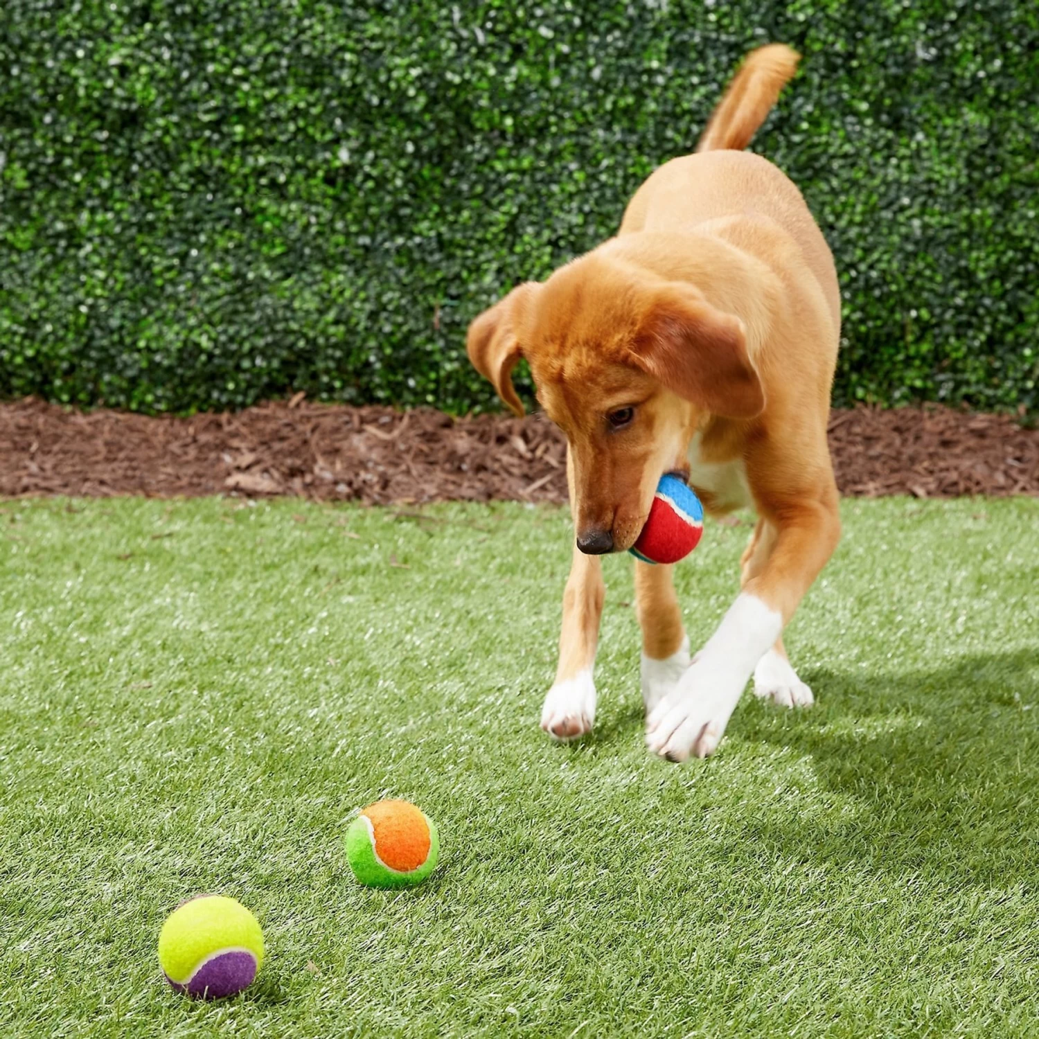 Frisco Fetch Squeaking Colorful Tennis Ball Dog Toy & True Acre Foods Salmon Recipe Mini-Training Rewards Grain-Free Soft & Chewy Dog Treats 5 Frisco Fetch Squeaking Colorful Tennis Ball Dog Toy & True Acre Foods Salmon Recipe Mini-Training Rewards Grain-Free Soft & Chewy Dog Treats - Image 3