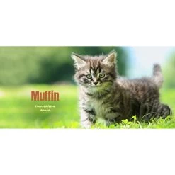 Frisco Basic Insulated Stainless Steel Personalized Mug, 10-oz -Frisco 271225 PT2. AC SS1800 V1620401826