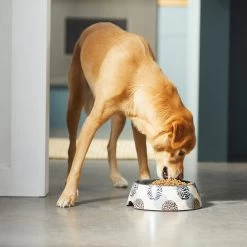 Frisco Animal Design Stainless Steel Dog & Cat Bowl -Frisco 311960 PT2. AC SS1800 V1642542990