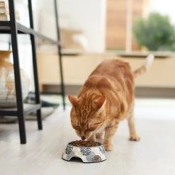Frisco Animal Design Stainless Steel Dog & Cat Bowl -Frisco 311960 PT3. AC SS1800 V1642542415