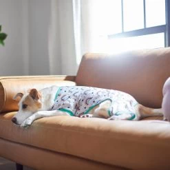 Frisco Rainbow Dog & Cat PJs 11 Frisco Rainbow Dog & Cat PJs -Frisco 312283 PT8. AC SS1800 V1644879887