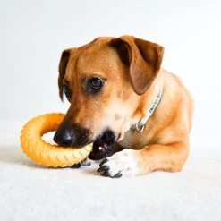 Frisco Cow Plush Squeaky Dog Toy & Playology Scented Dual Layer Ring Dog Toy 19 Frisco Cow Plush Squeaky Dog Toy & Playology Scented Dual Layer Ring Dog Toy -Frisco 319488 PT8. AC SS1800 V1630625808