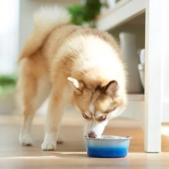 Frisco Ombre Design Stainless Steel Dog & Cat Bowl 11 Frisco Ombre Design Stainless Steel Dog & Cat Bowl -Frisco 331516 PT2. AC SS1800 V1657656874