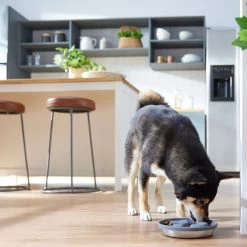 Frisco Silicone Stainless Paw Steel Slow Feeder Dog & Cat Bowl -Frisco 331528 PT2. AC SS1800 V1657656874