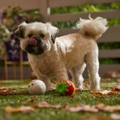 Frisco Halloween Chocolate Covered Strawberries Latex Squeaky Dog Toy -Frisco 344043 PT3. AC SS1800 V1657657031