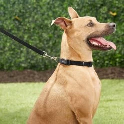 Frisco Solid Nylon Dog Leash + 4 Items -Frisco 623766 PT4. AC SS1800 V1662743050