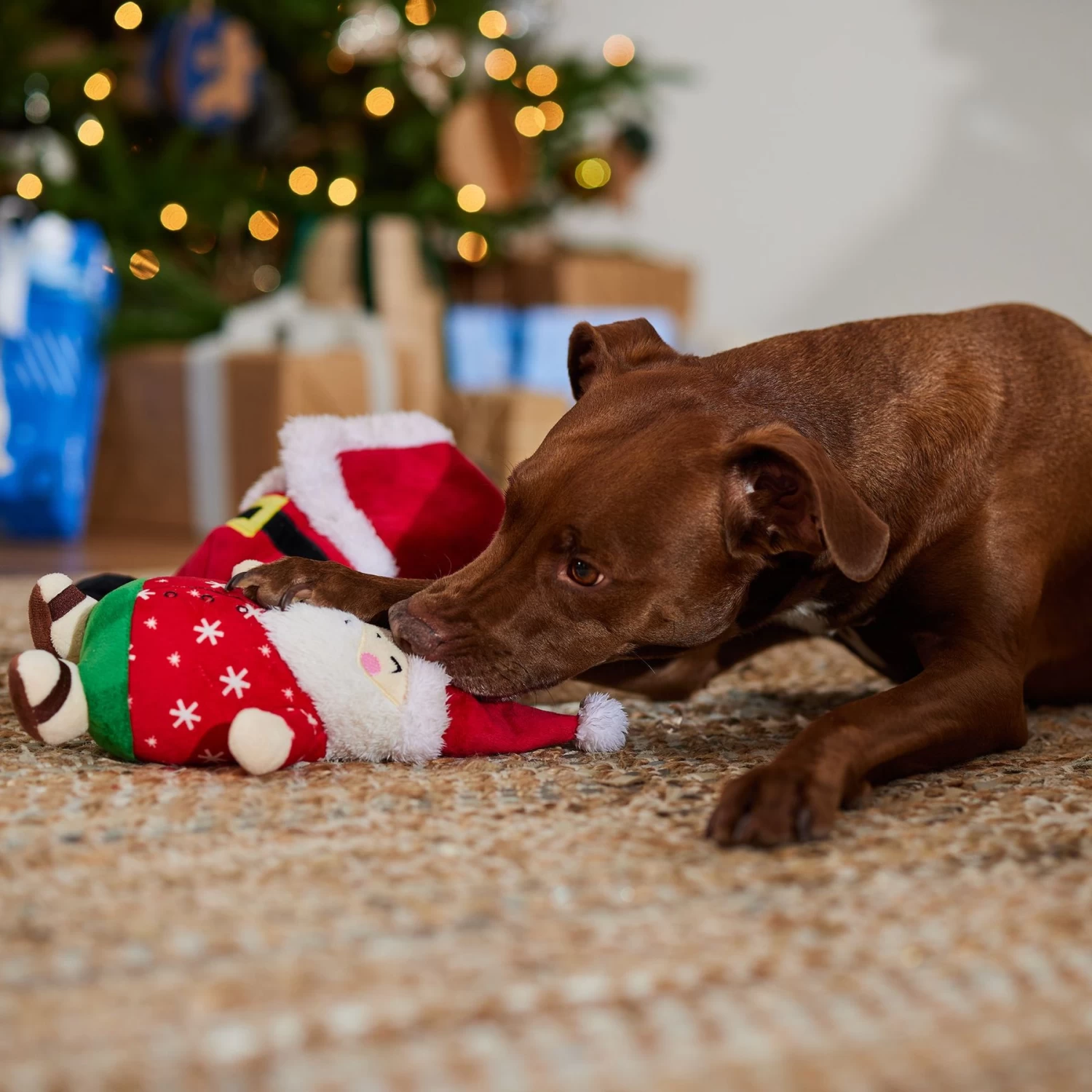 Frisco Holiday Santa On Vacation 2-in-1 Plush Squeaky Dog Toy 6 Frisco Holiday Santa On Vacation 2-in-1 Plush Squeaky Dog Toy - Image 4