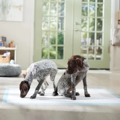 Frisco Mega Non-Skid Ultra Premium Dog Training & Potty Pads 15 Frisco Mega Non-Skid Ultra Premium Dog Training & Potty Pads -Frisco 793822 PT6. AC SS1800 V1683033862